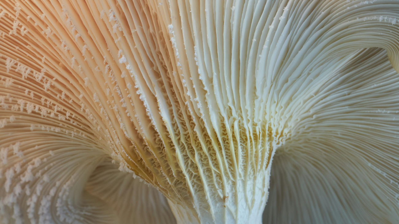 andre-mouton-dYLQ_6pl0J0-unsplash